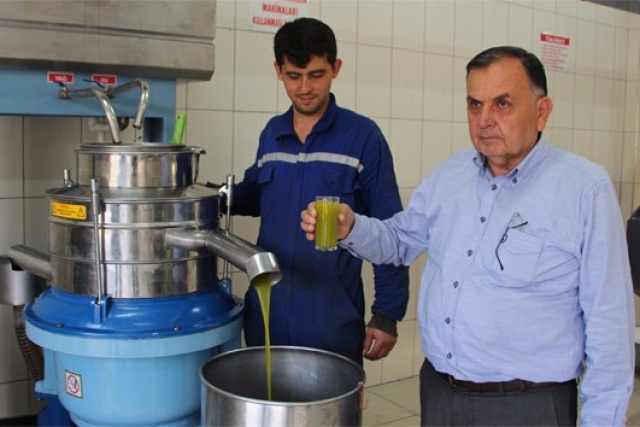 Sezonun ilk zeytinleri yağa dönüştü