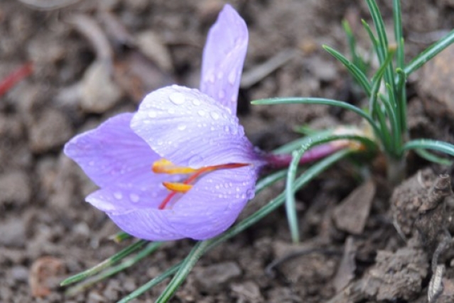 Safran altınla yarışıyor