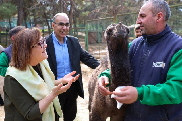 TÜRKİYE’DE DOĞAN İLK ZÜRAFA YAVRUSU, GAZİANTEP DOĞAL YAŞAM PARKI’NDA!
